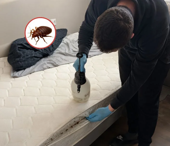 Technicien traitant un matelas contre les punaises de lit à Magny-en-Vexin
